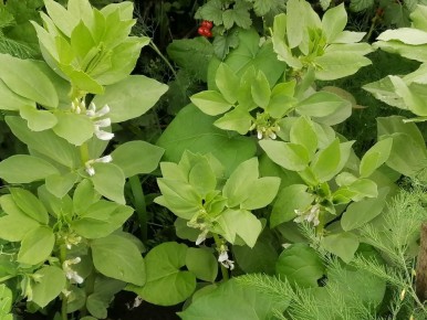 Как бобовые сидераты меняют игру в агрономии