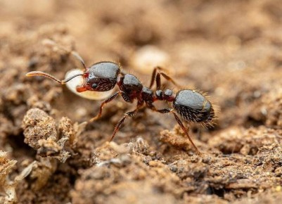 Эффективные способы борьбы с муравьями на даче