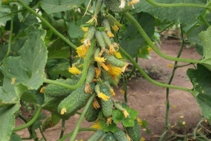 Огурцы Гирлянда: секреты успешного урожая и советы по уходу