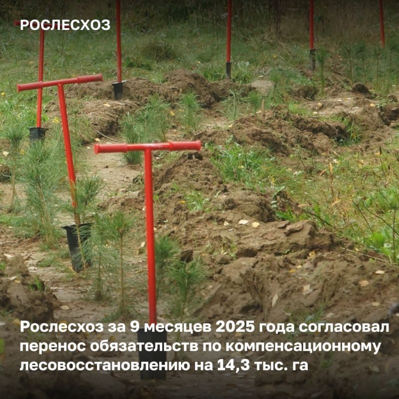 В регионах России проводится компенсационное лесовосстановление - работы выполняются на землях лесного фонда и иных категорий