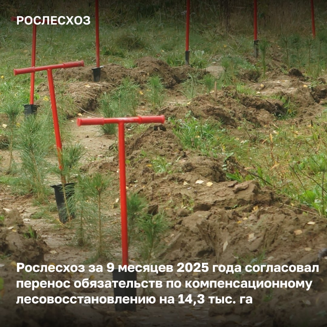 В регионах России проводится компенсационное лесовосстановление - работы выполняются на землях лесного фонда и иных категорий