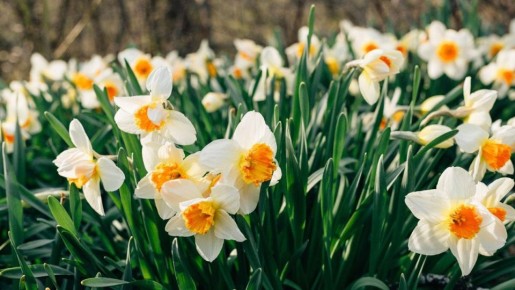 ОСЕННЯЯ ПОСАДКА НАРЦИССОВ: СПЕЦИАЛИСТЫ ДАЮТ РЕКОМЕНДАЦИИ